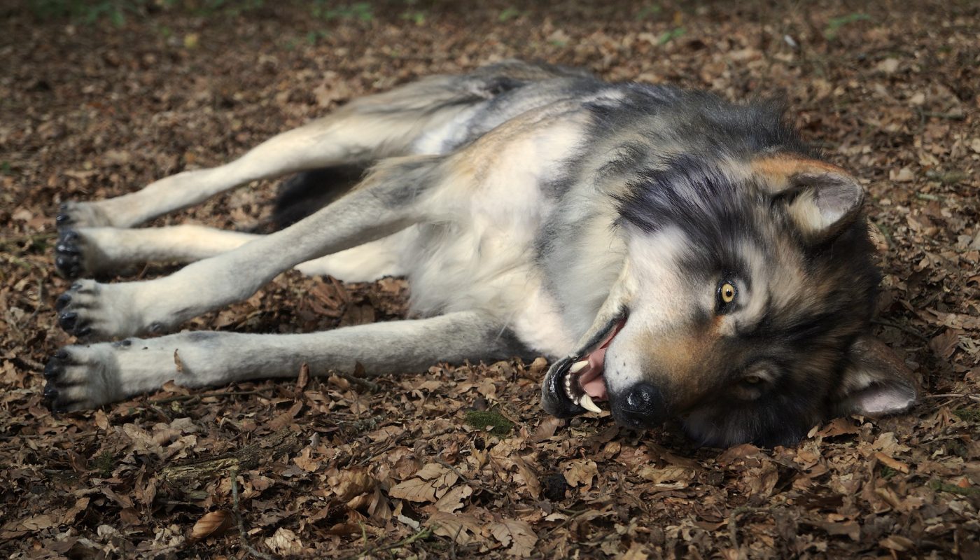 dead wolf